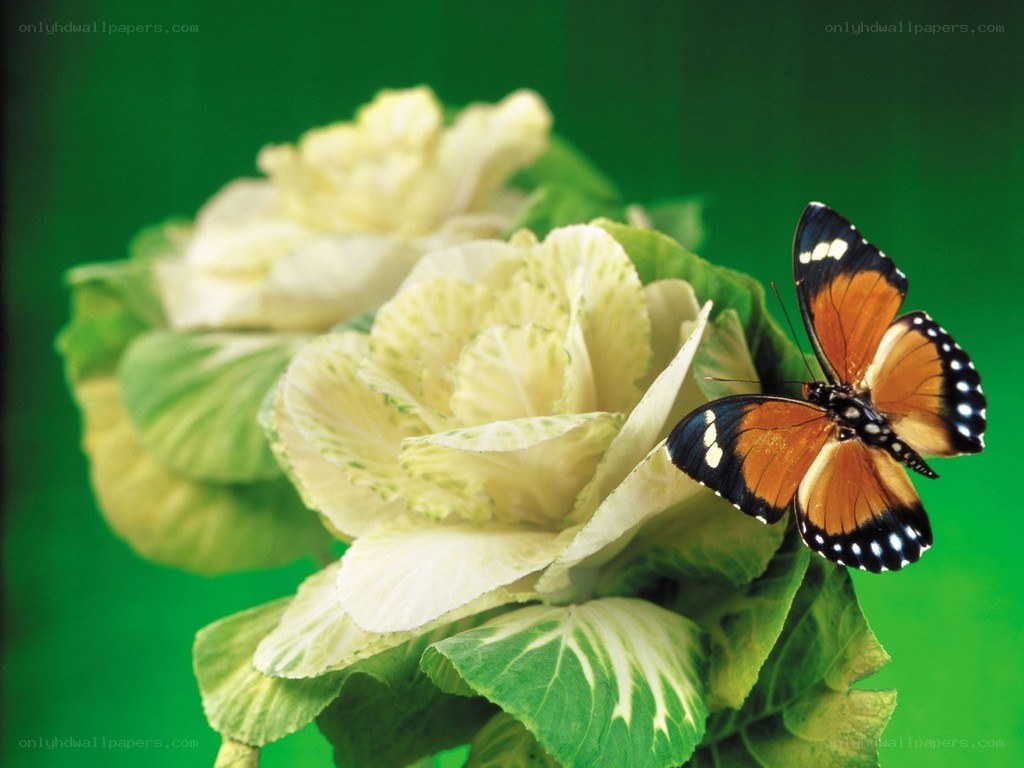 Butterfly on a white flower