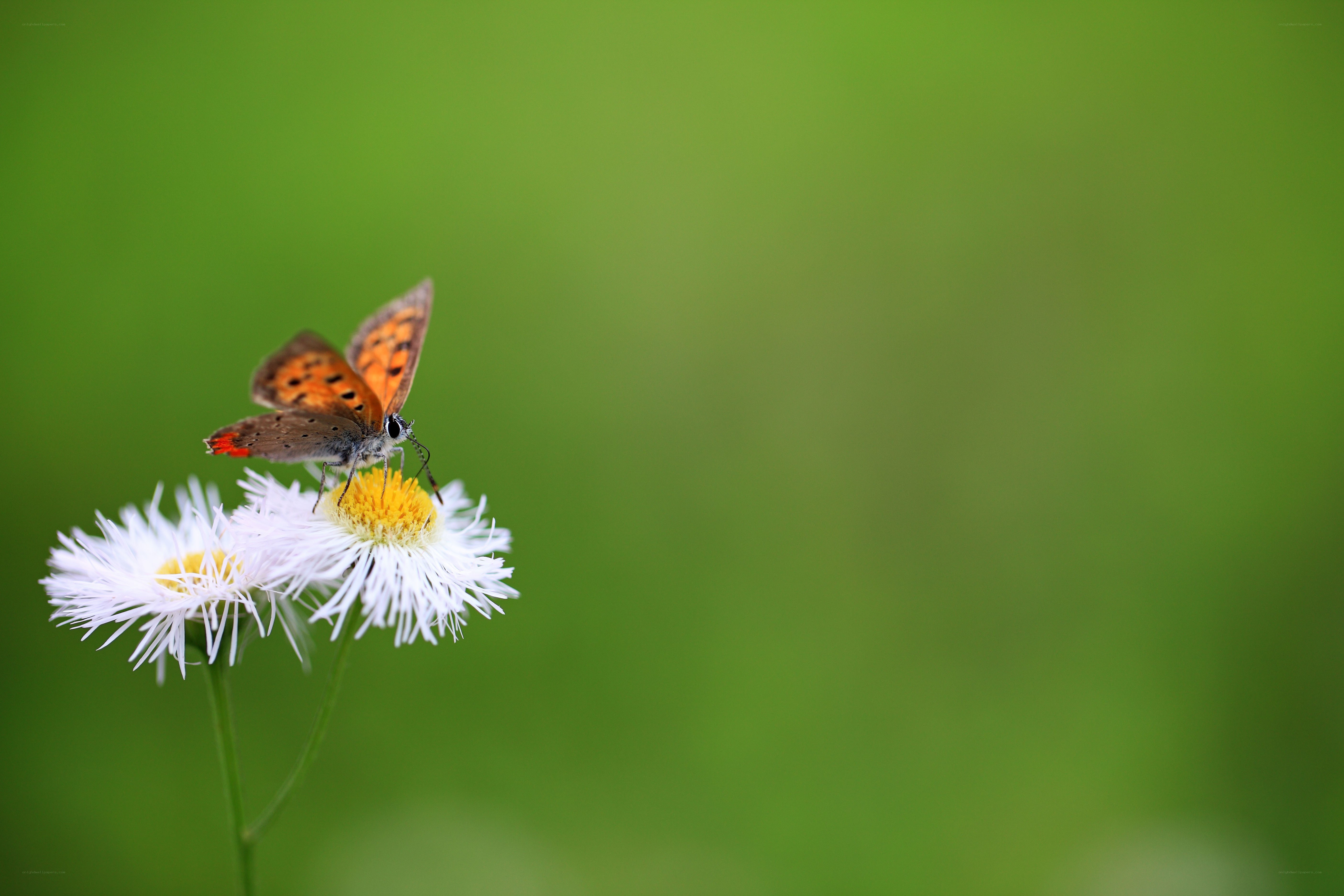 Butterfly on a white flower