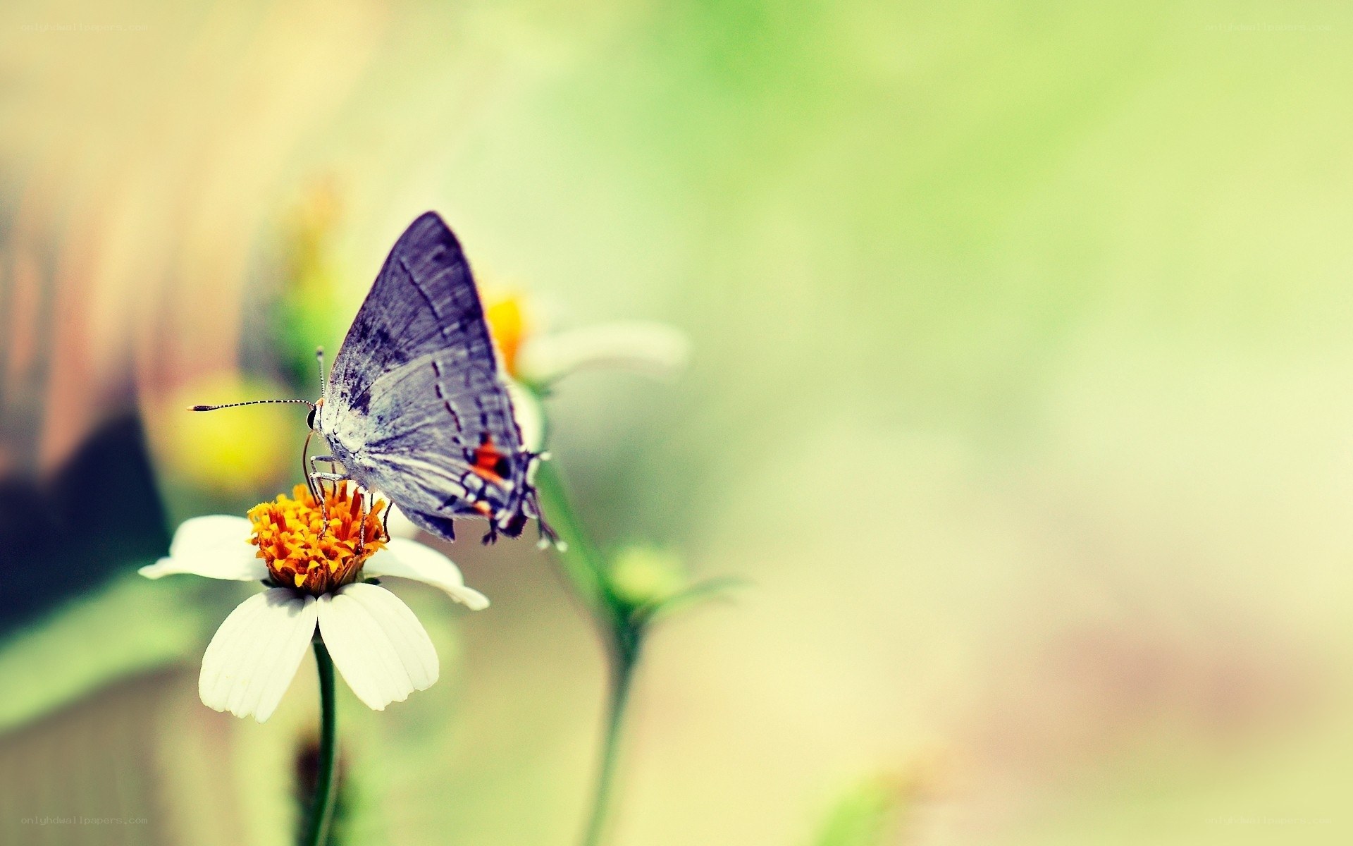 butterfly on a white flower