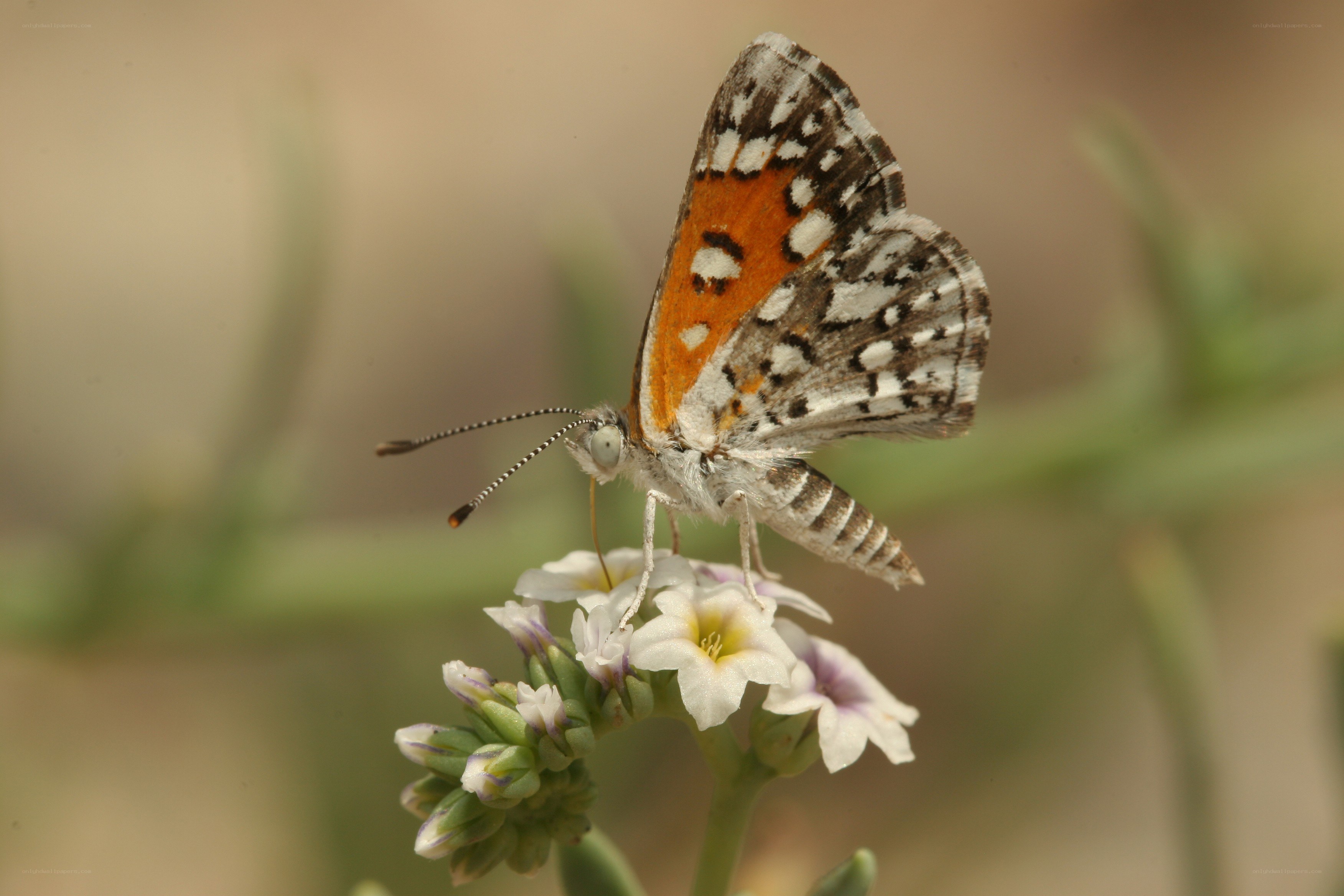 butterfly on a white flower