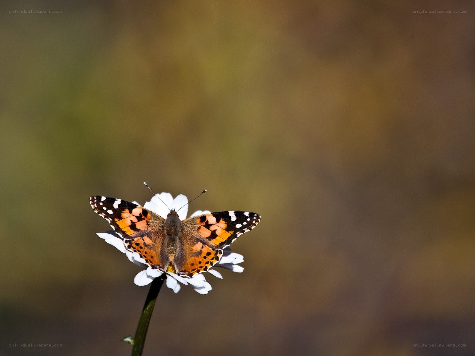 butterfly on a white flower