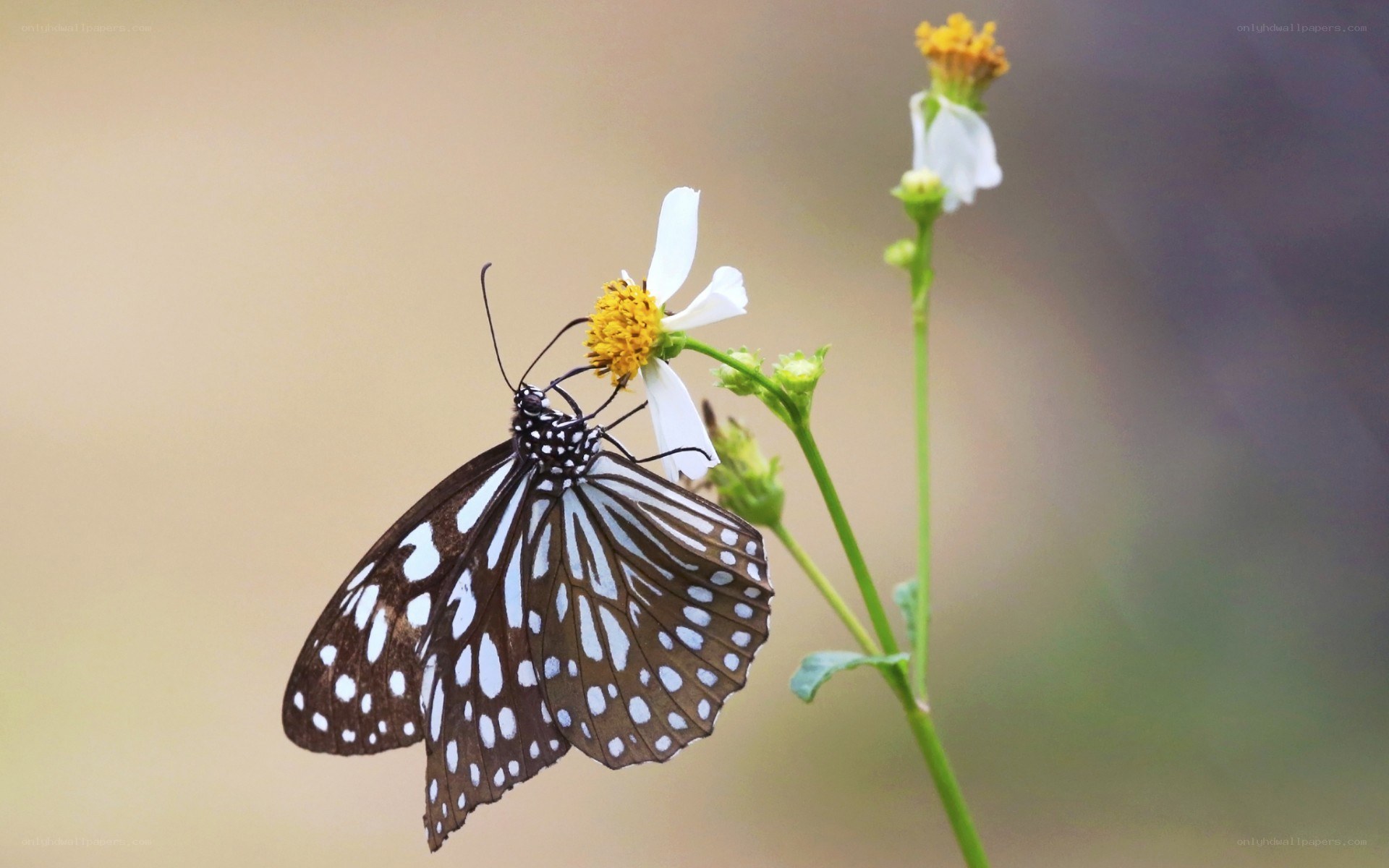 butterfly on a white flower