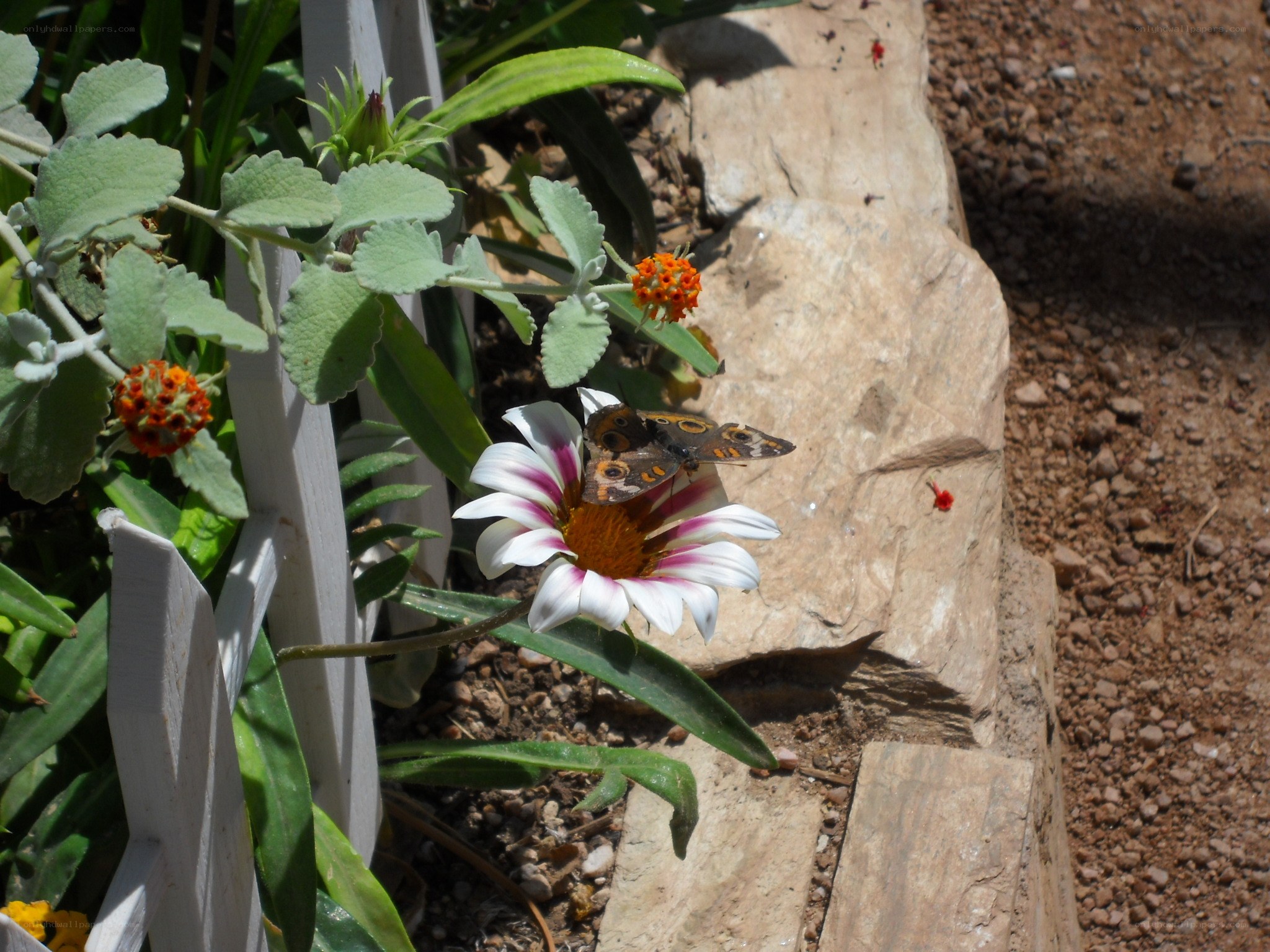 Butterfly on a white flower