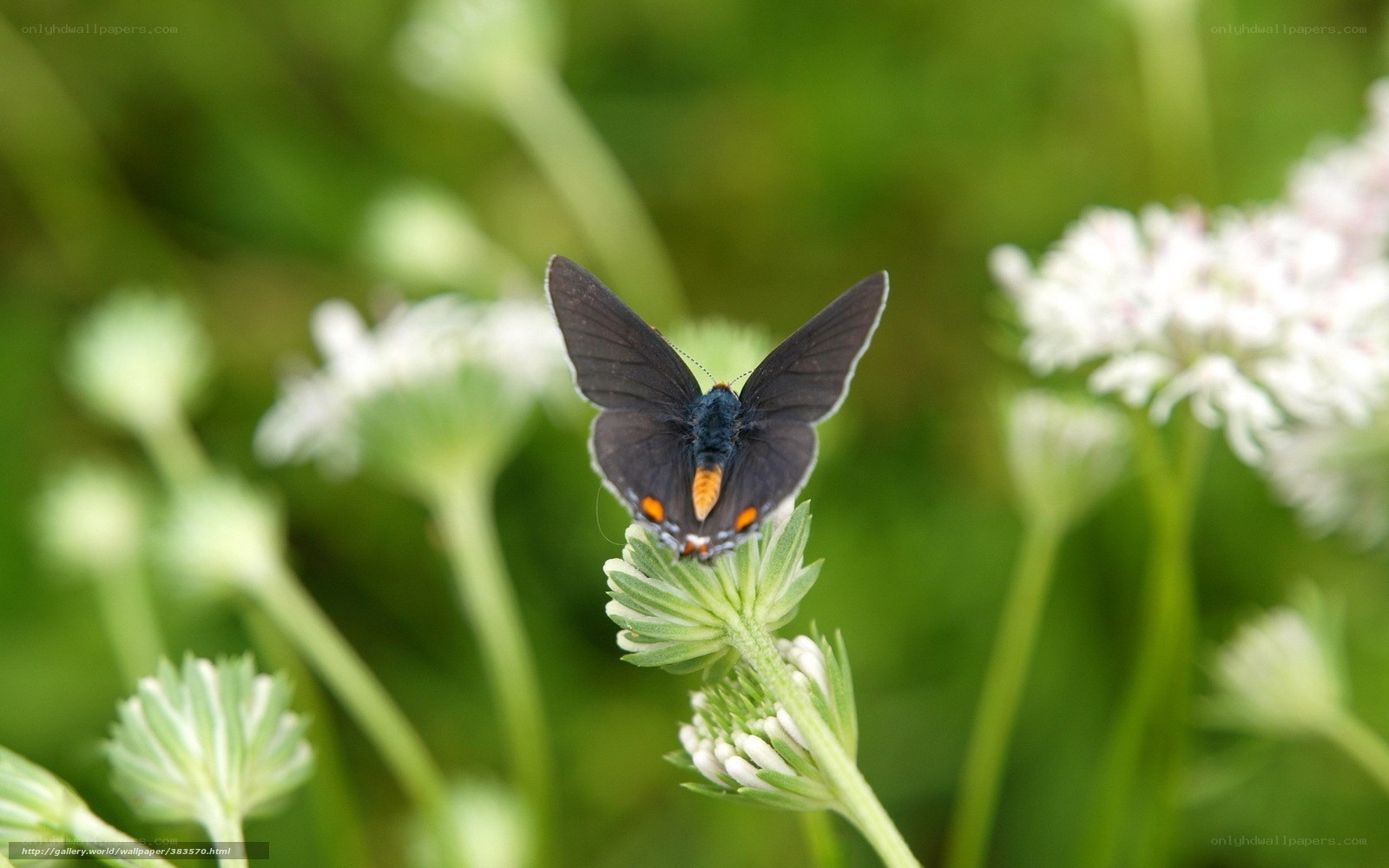Butterfly on a white flower