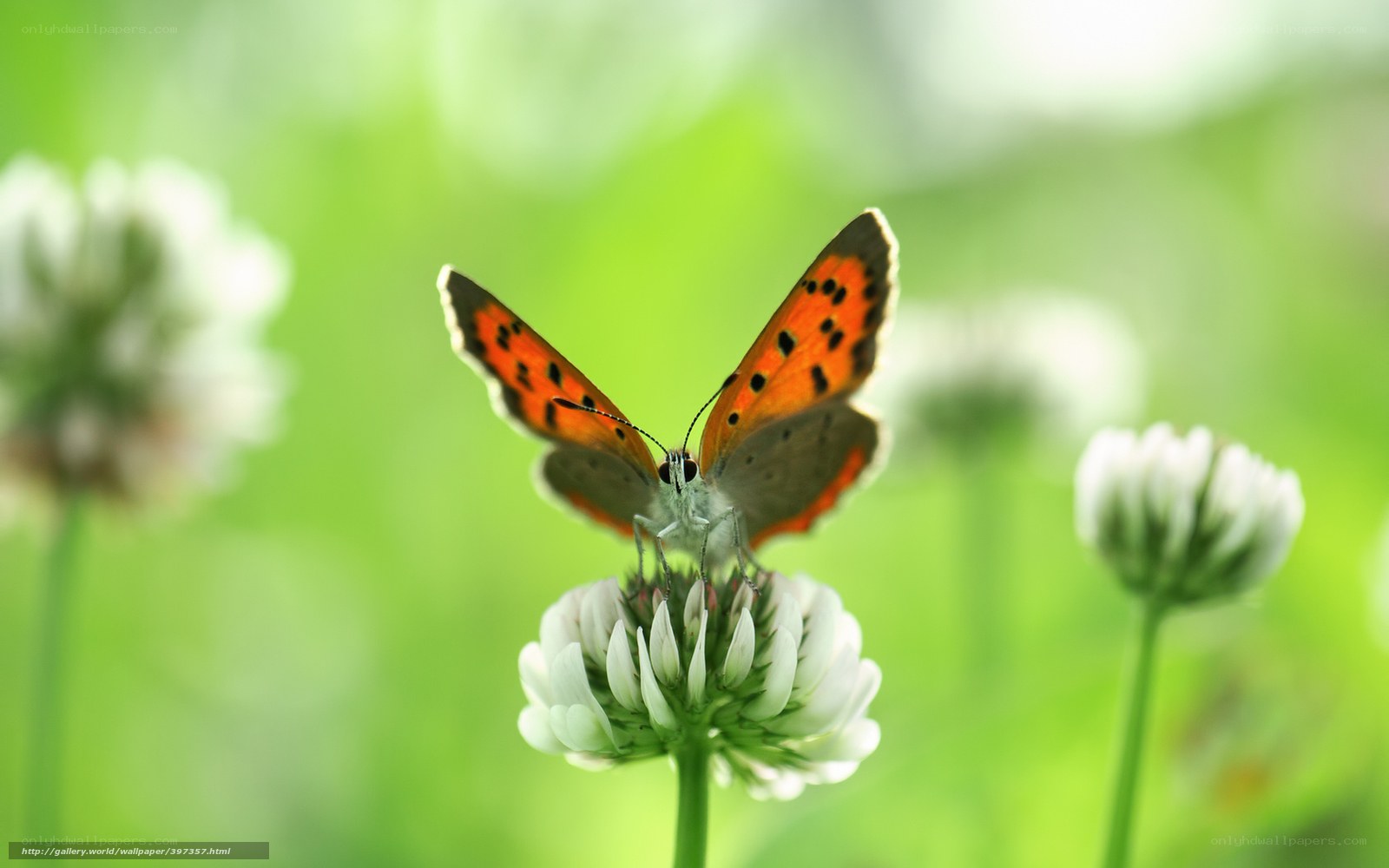 Butterfly on a white flower