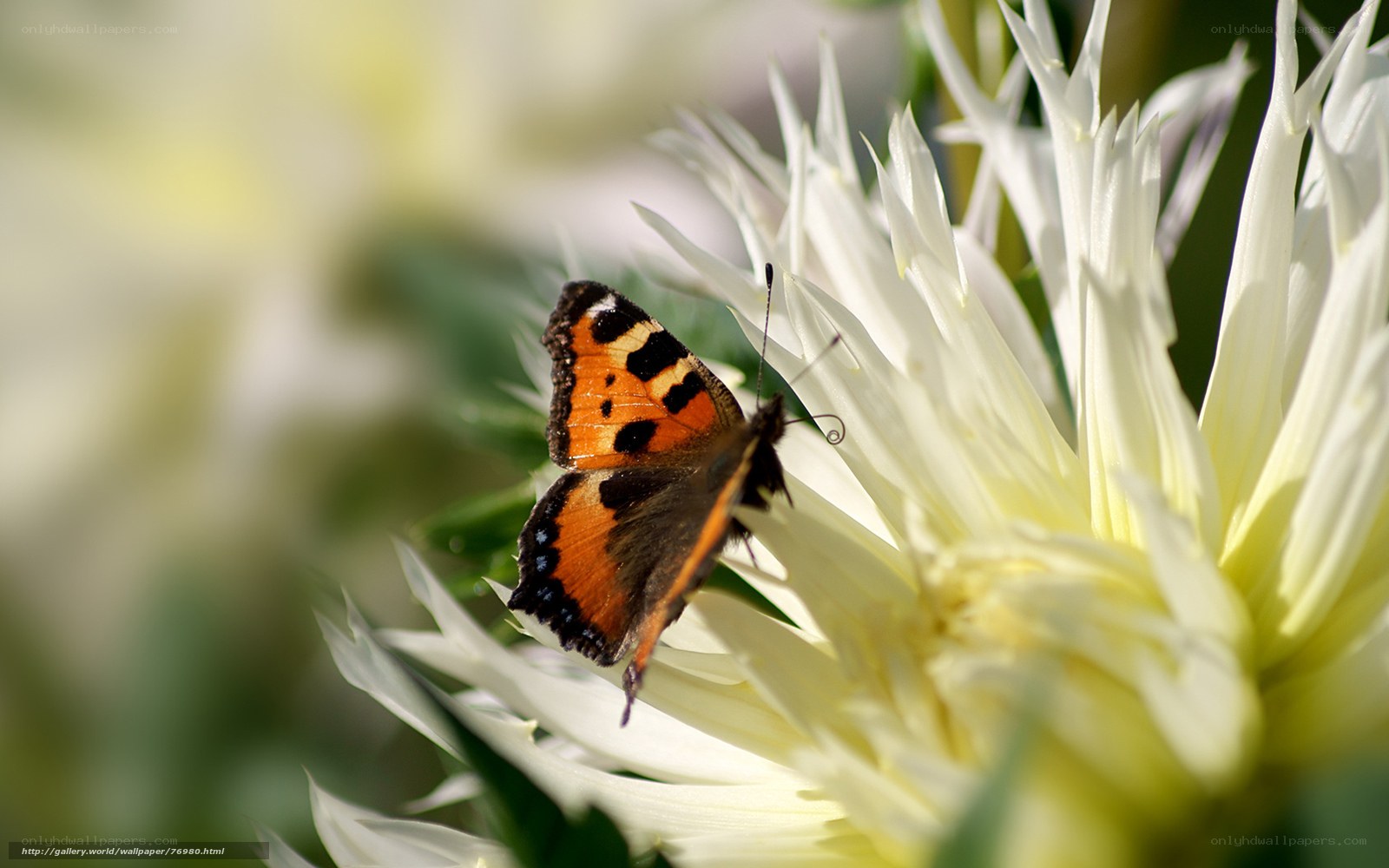 Butterfly on a white flower