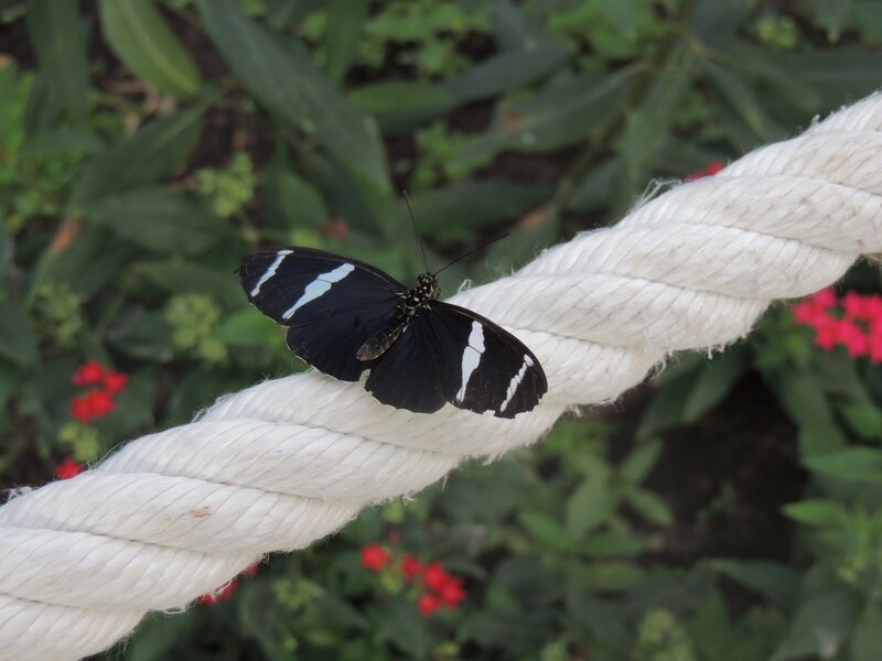 Butterfly on a white rope