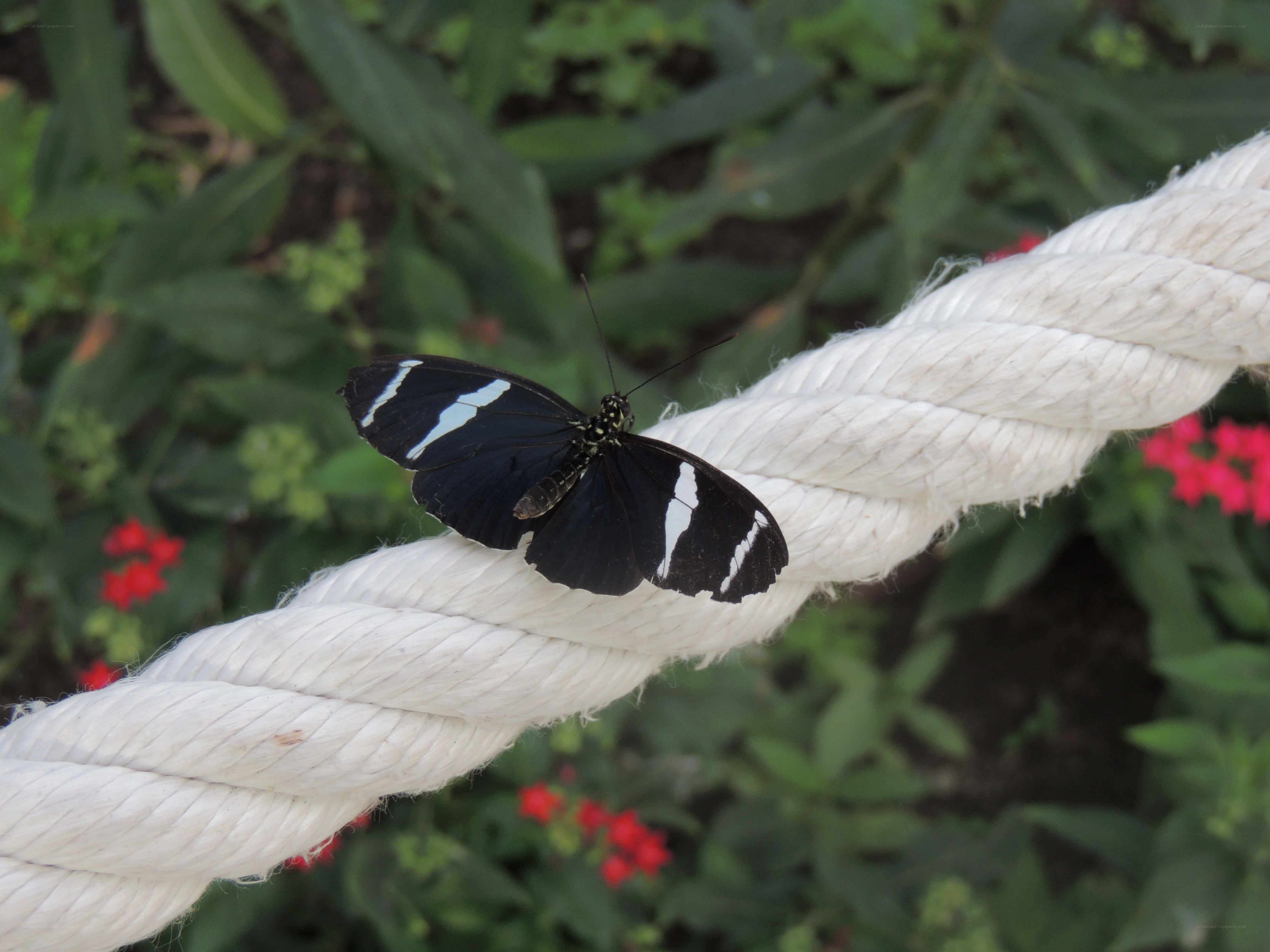 Butterfly on a white rope