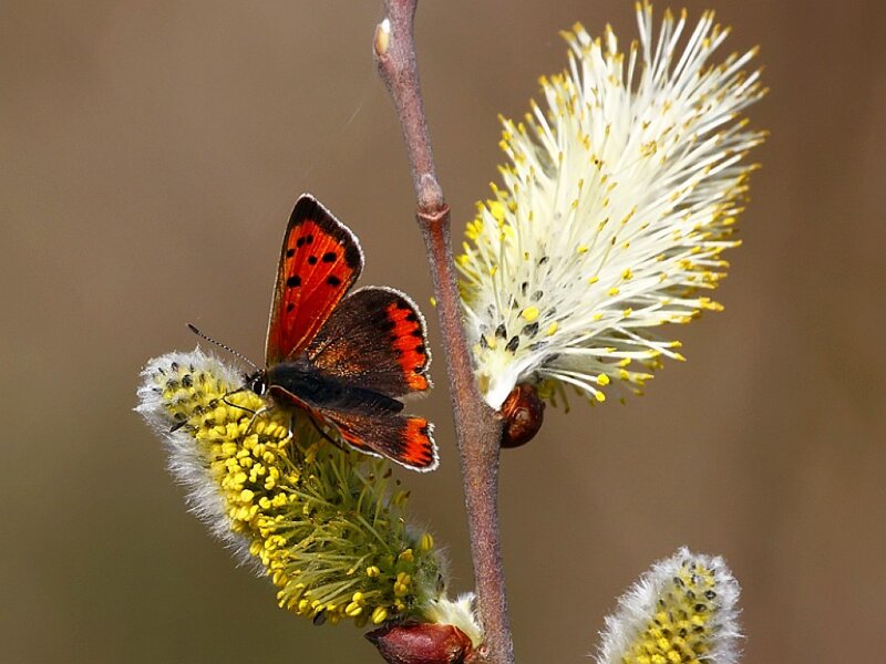 butterfly on a willow catkin