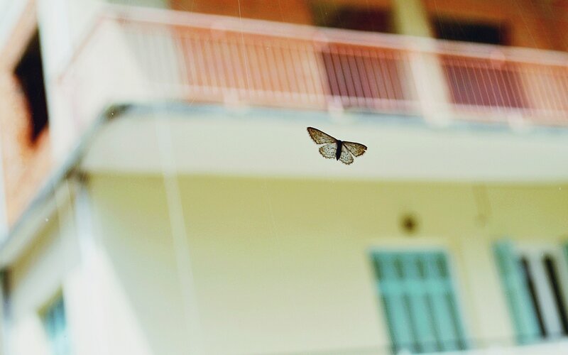 Butterfly on a window pane