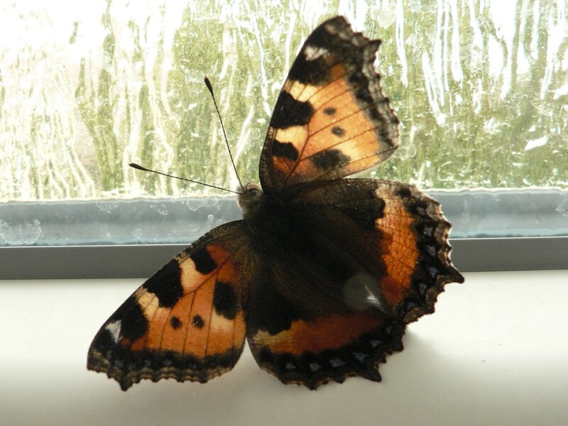 butterfly on a window sill