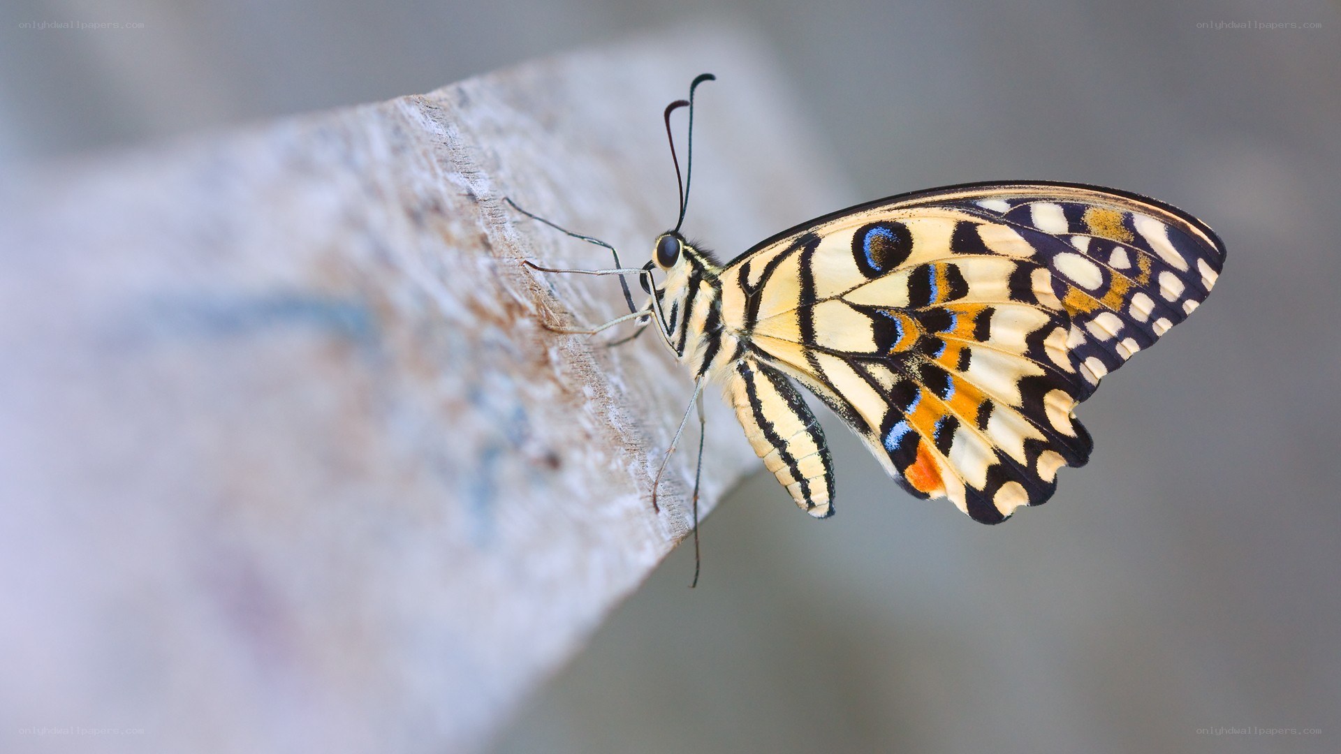 butterfly on a wooden surface