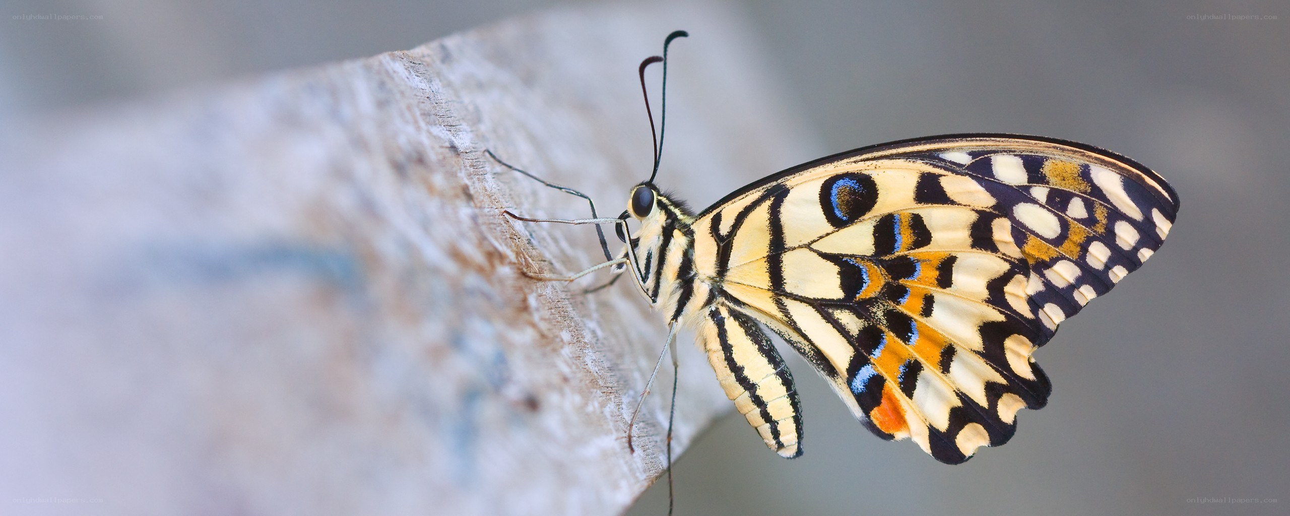 butterfly on a wooden surface