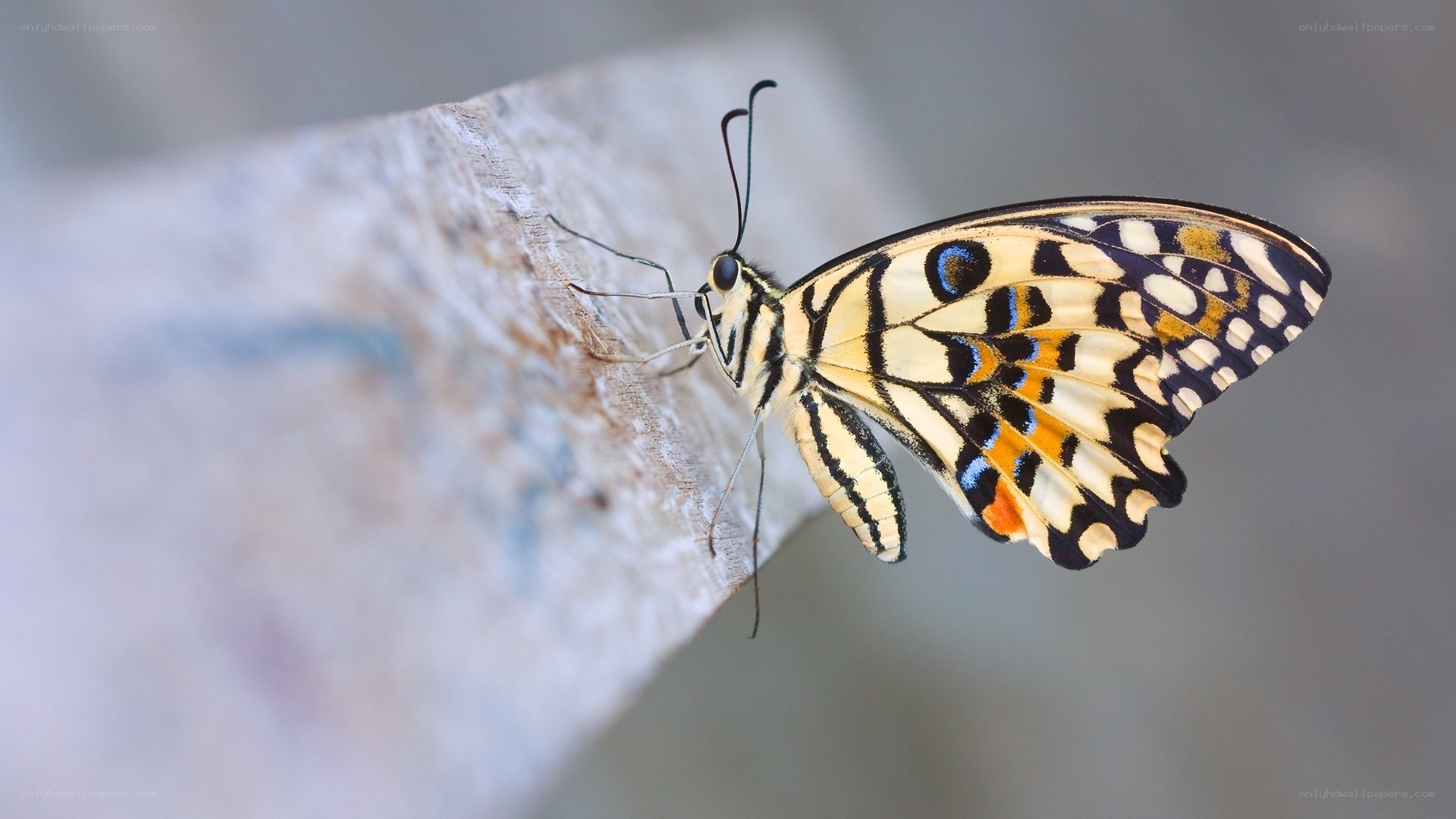 butterfly on a wooden surface