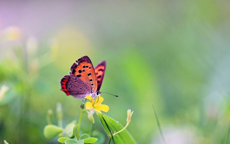 butterfly on a yellow flower