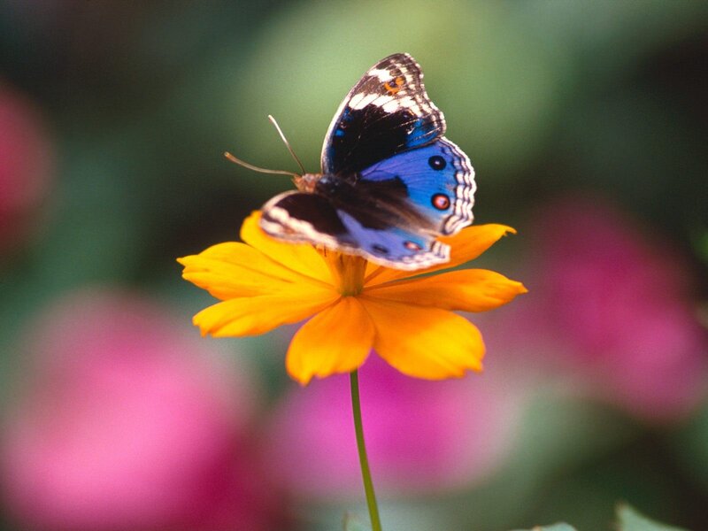 Butterfly on a yellow flower