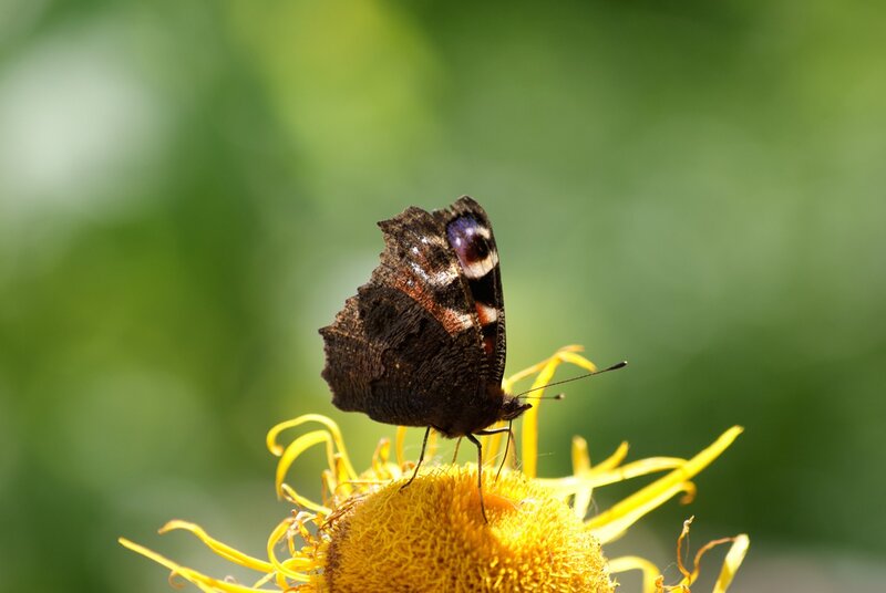 butterfly on a yellow flower