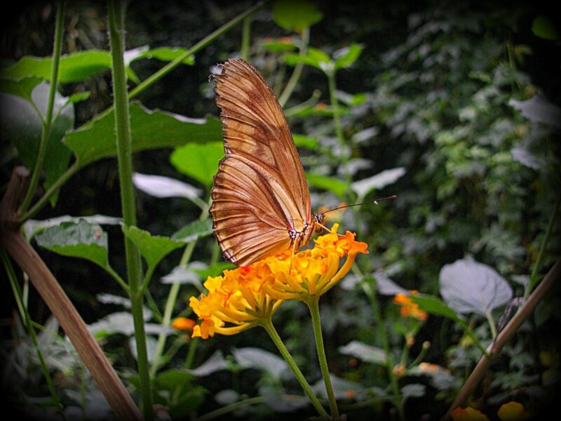 Butterfly on a yellow flower