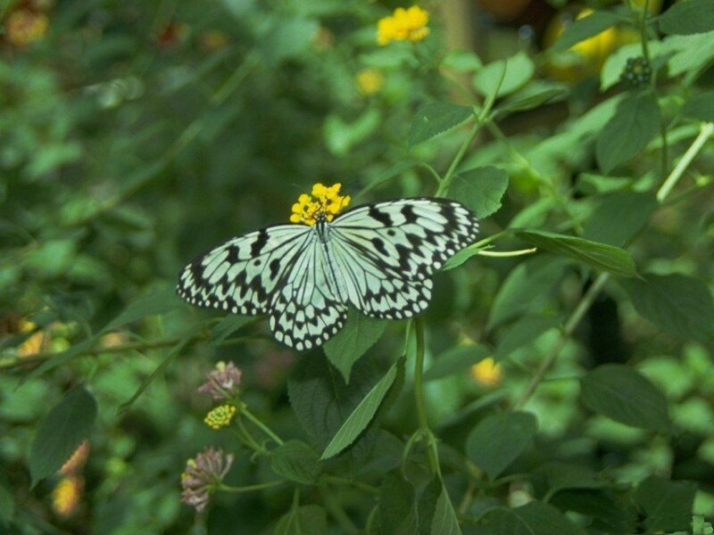 Butterfly on a yellow flower