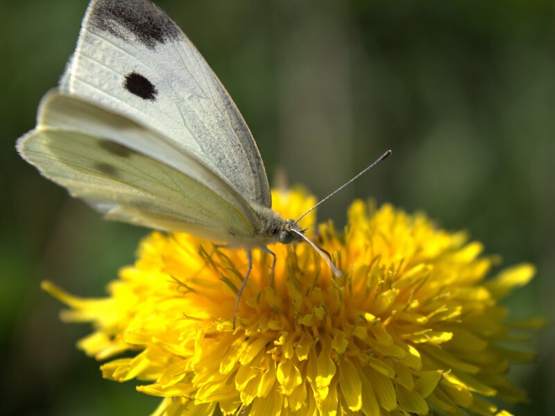 Butterfly on a yellow flower