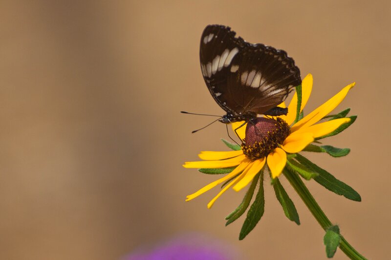 Butterfly on a yellow flower