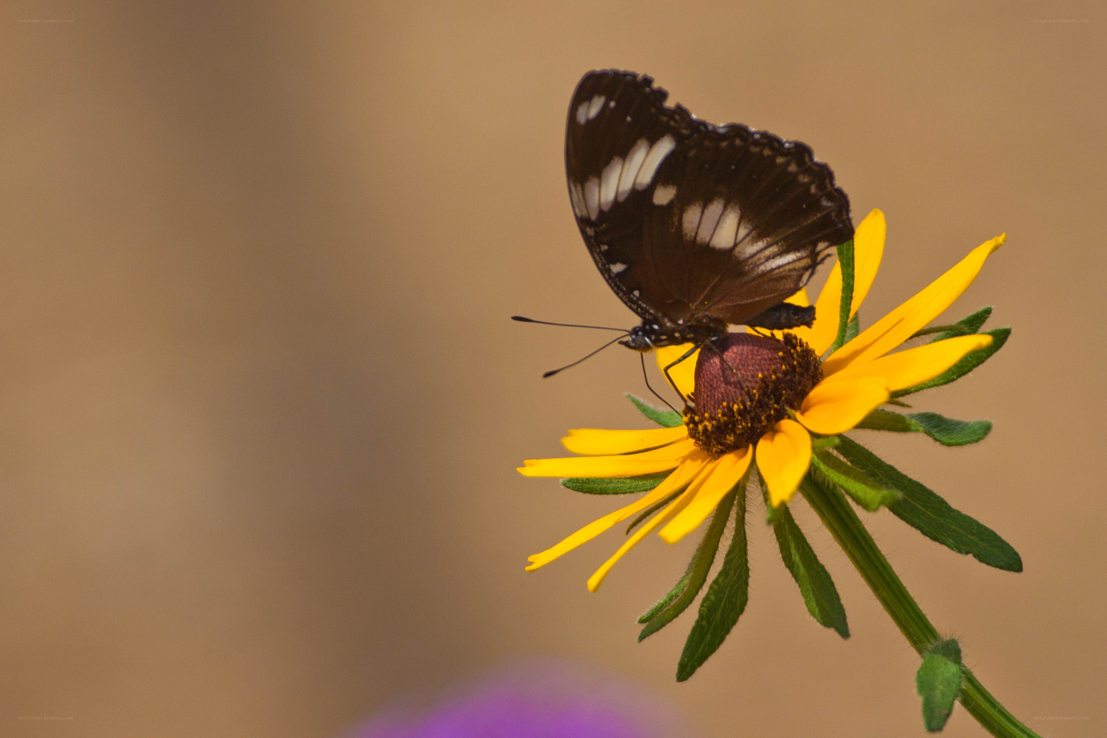 Butterfly on a yellow flower