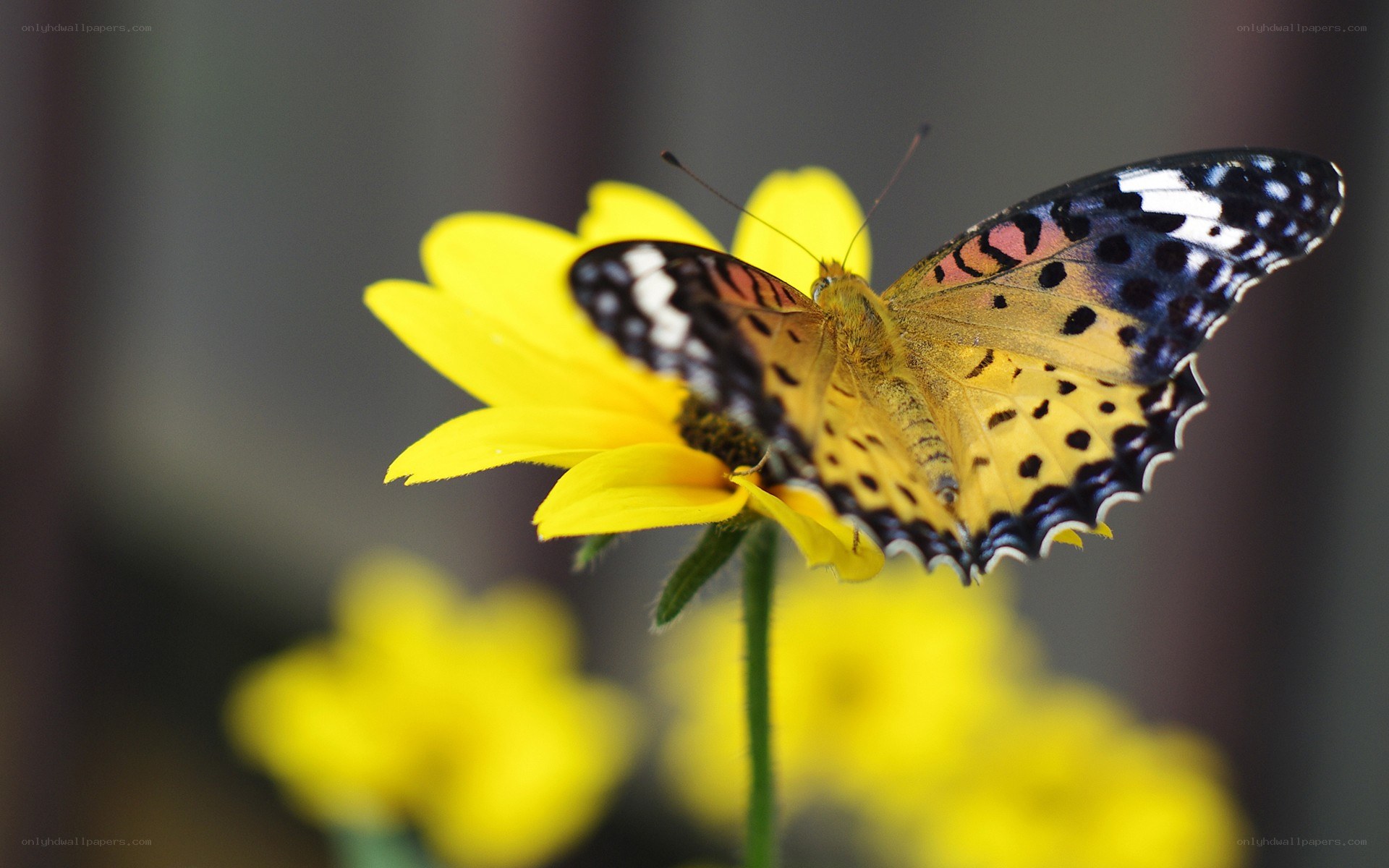 Butterfly on a yellow flower