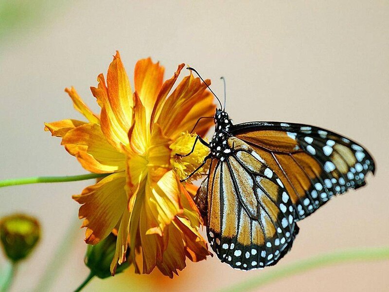 Butterfly on a yellow flower