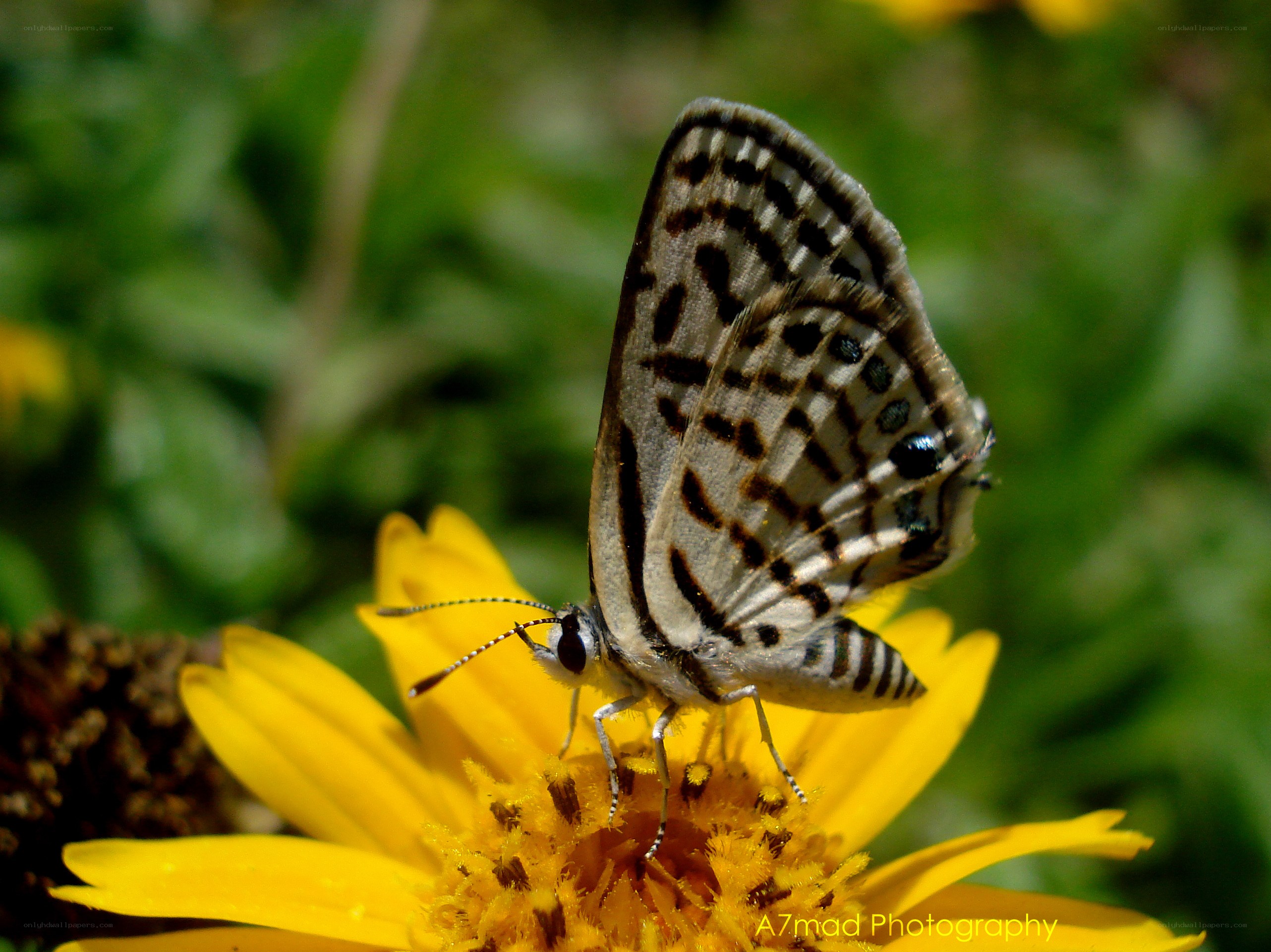 Butterfly on a yellow flower