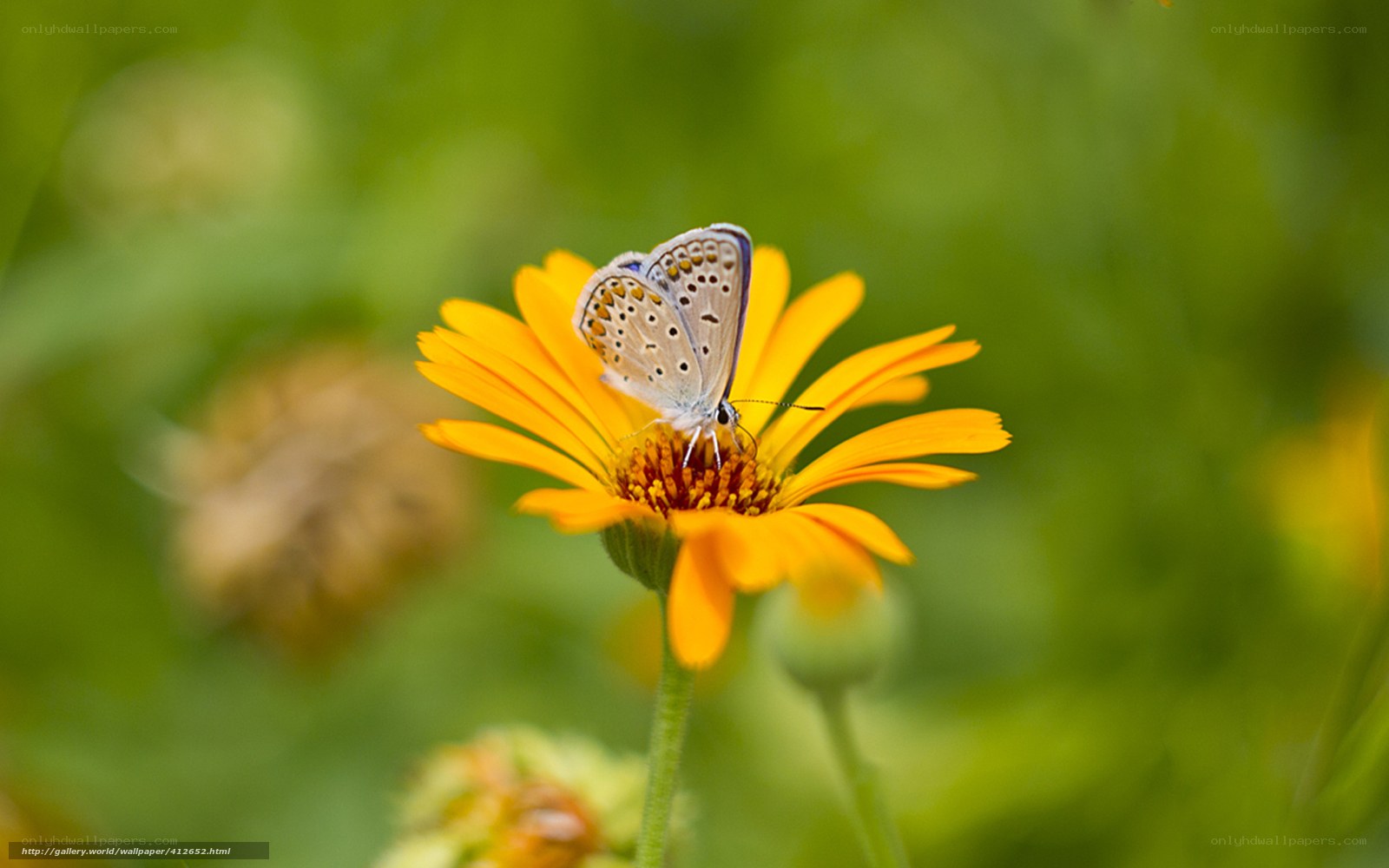 butterfly on a yellow flower