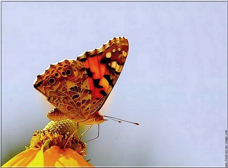 butterfly on a yellow flower