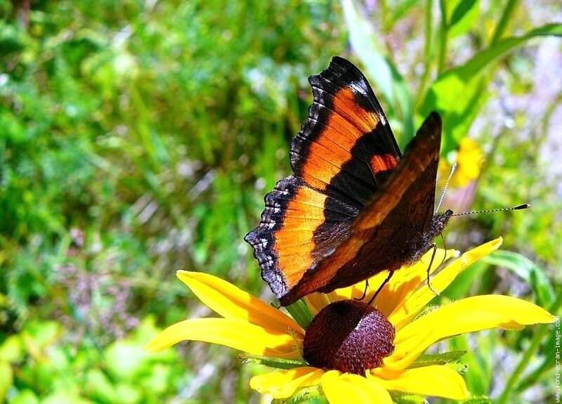 butterfly on a yellow flower