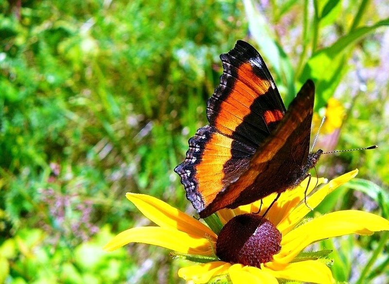 butterfly on a yellow flower