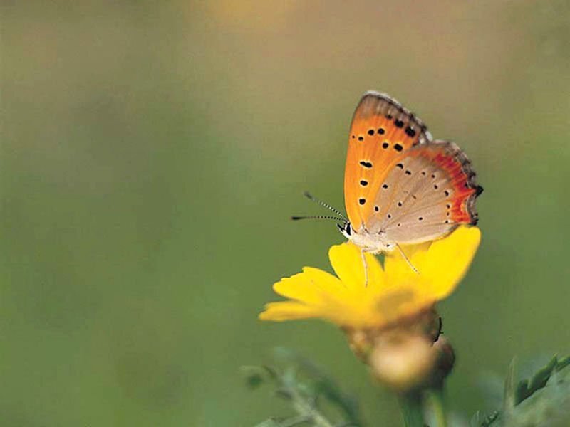 Butterfly on a yellow flower
