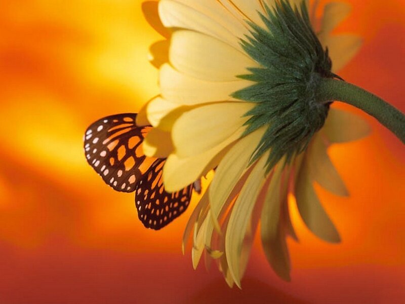 Butterfly on a yellow flower