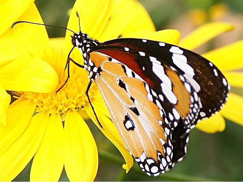 butterfly on a yellow flower