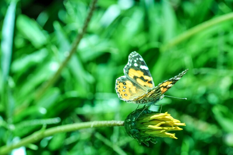 butterfly on a yellow flower