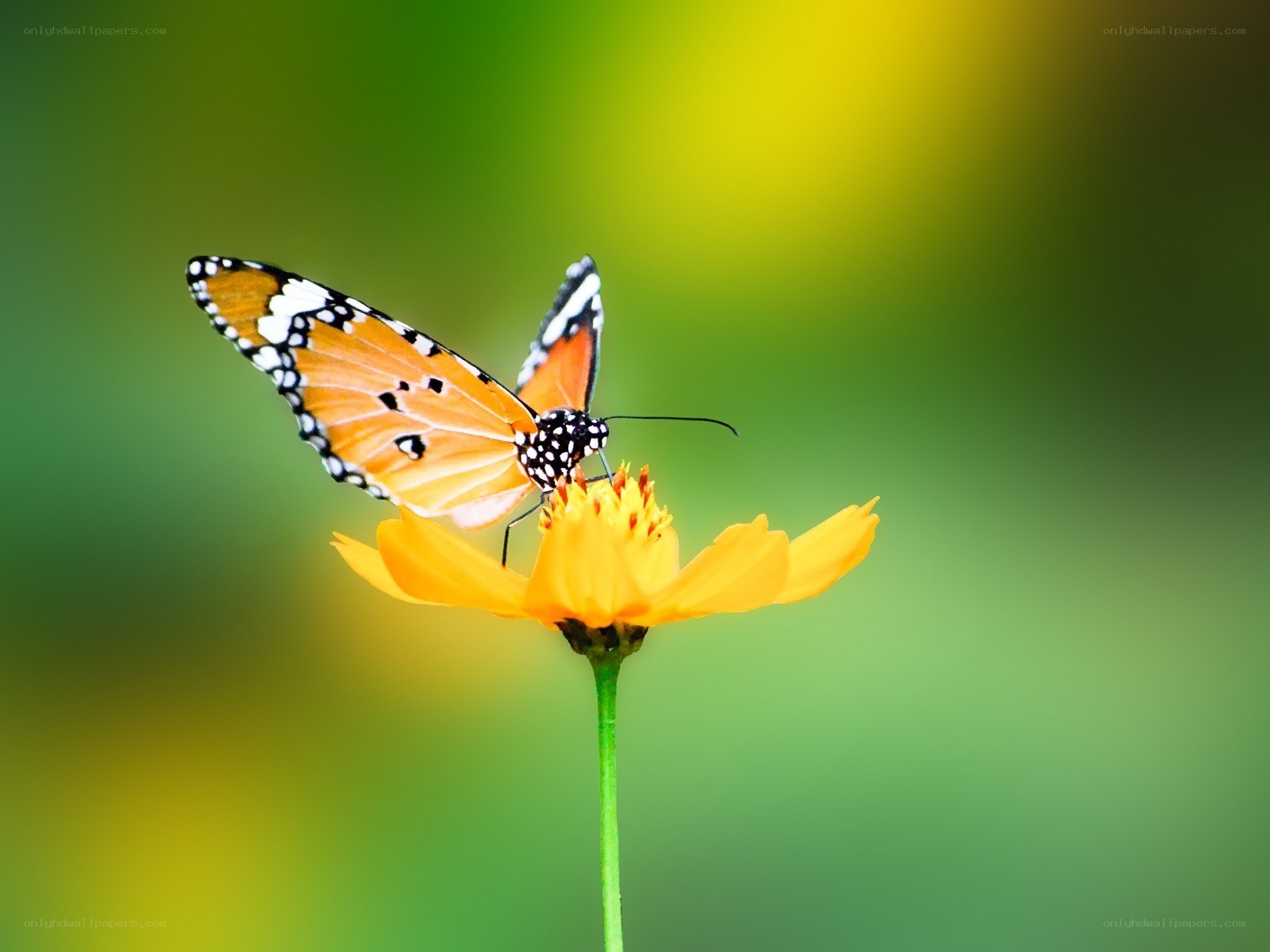 Butterfly on a yellow flower