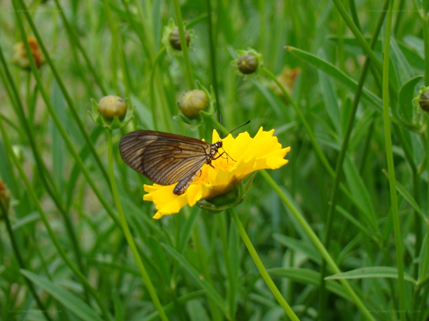 Butterfly on a yellow flower