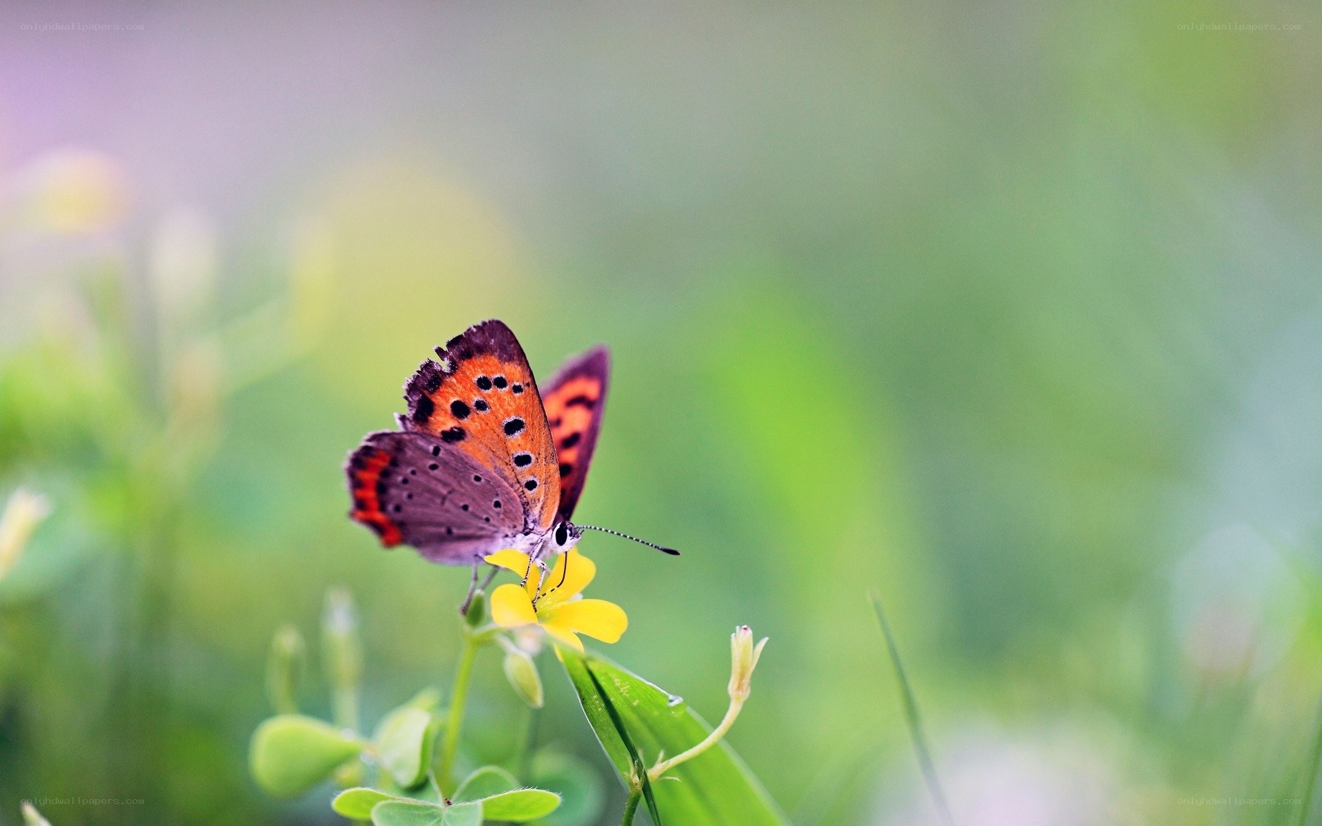 Butterfly on a yellow flower