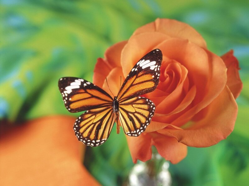 butterfly on an orange rose