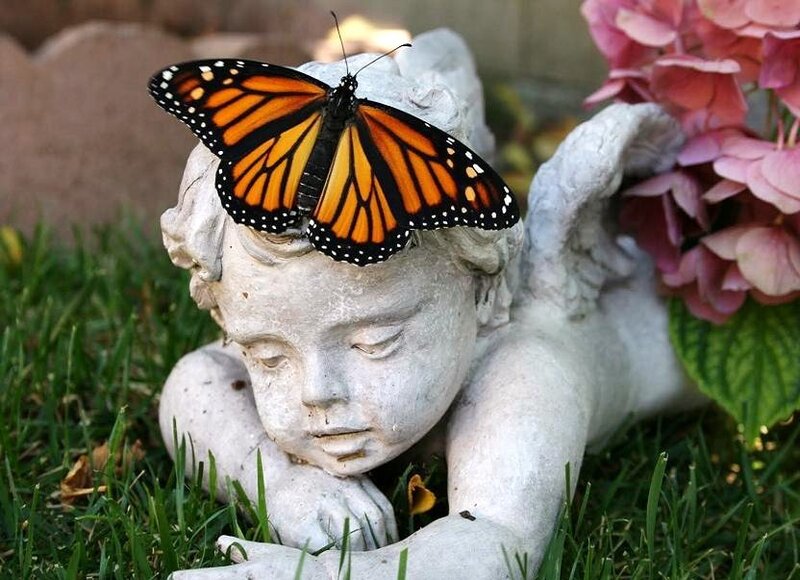 butterfly on angel statue