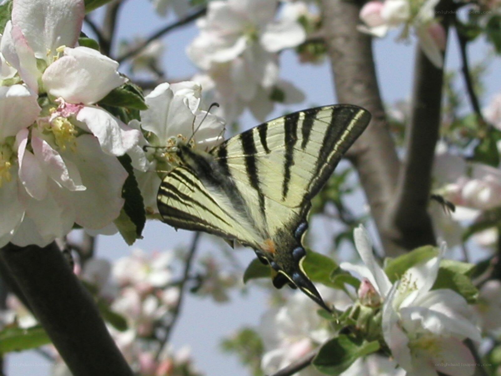 Butterfly on apple blossoms