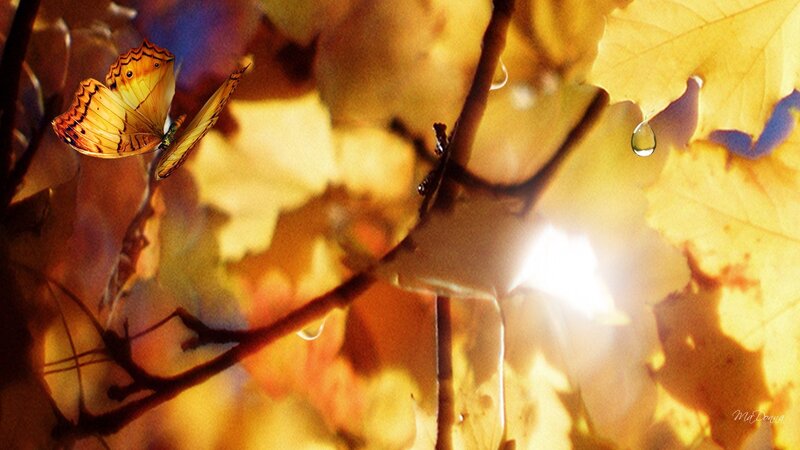 Butterfly on Autumn Leaves — Yellow