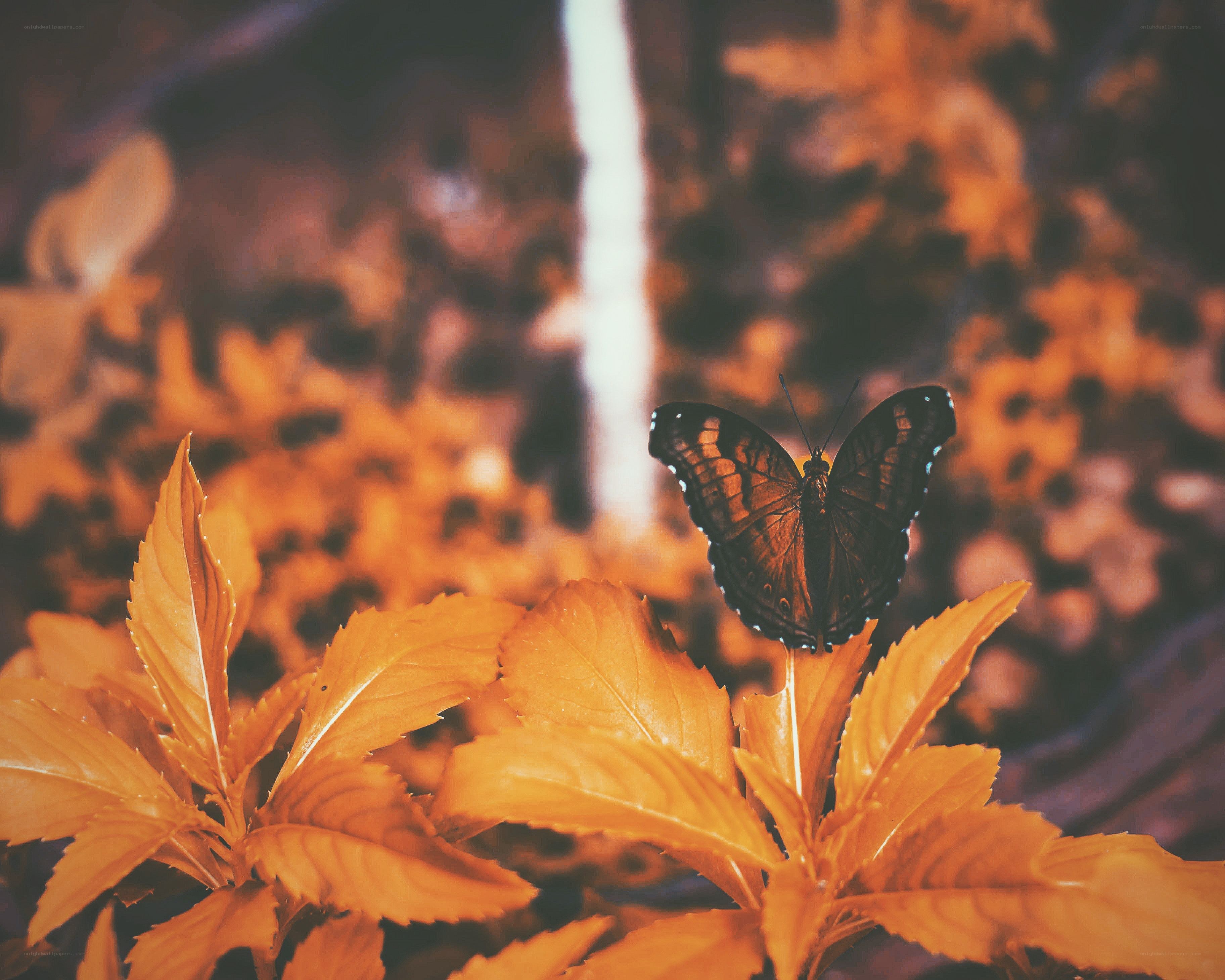 Butterfly on autumn leaves