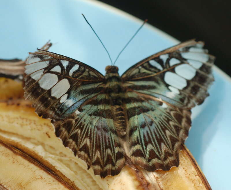 Butterfly on Banana — Brown