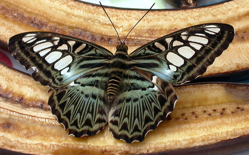 butterfly on banana peel