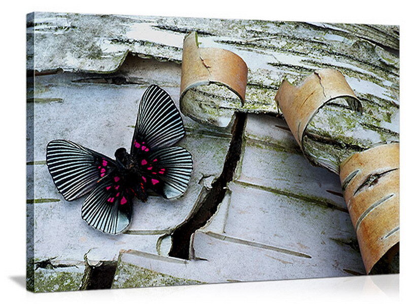 butterfly on birch bark