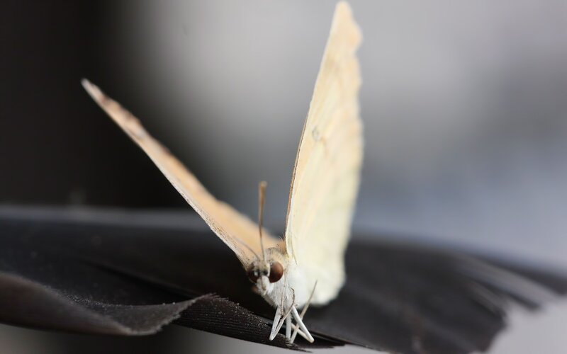 butterfly on black leaf