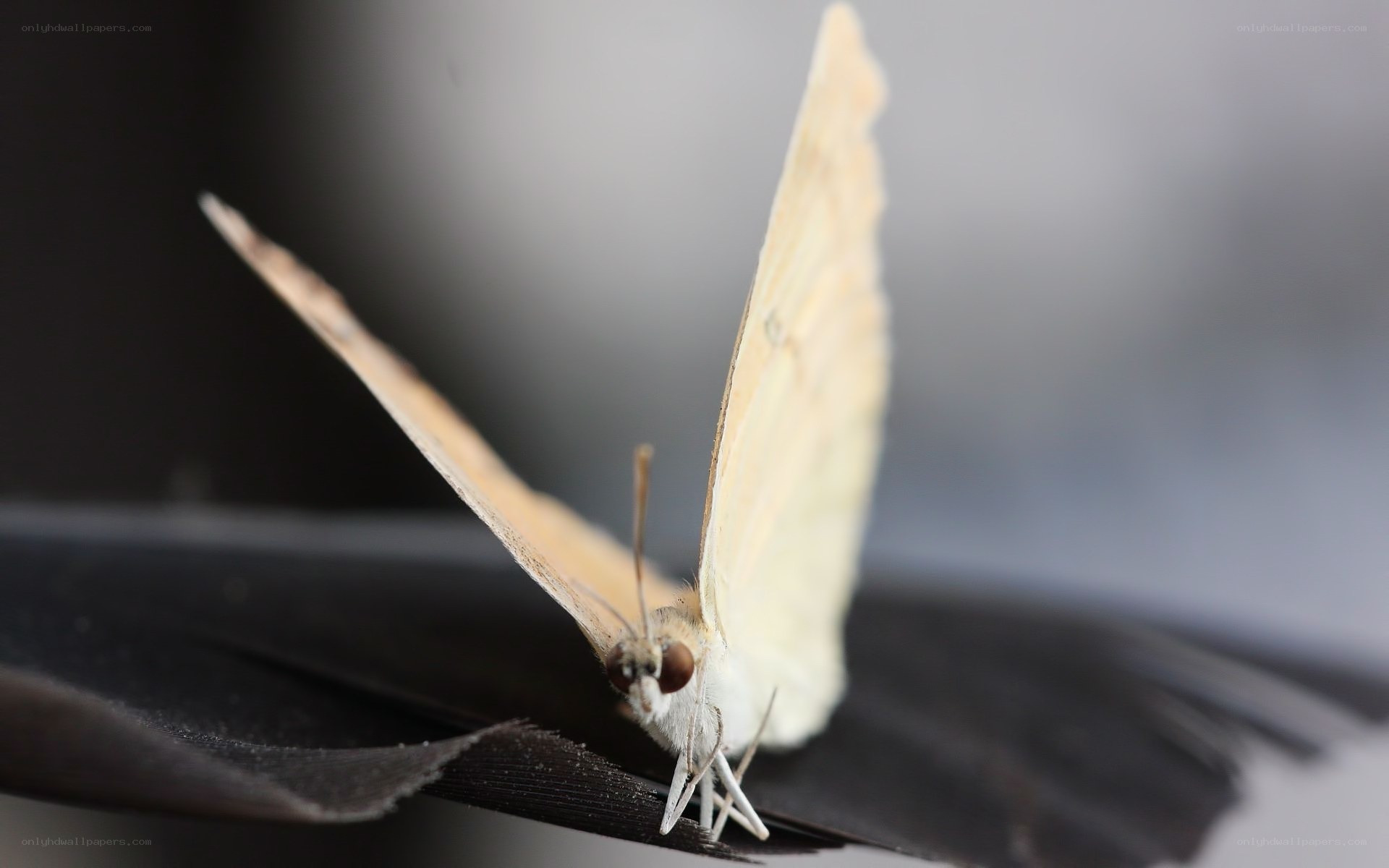 butterfly on black leaf
